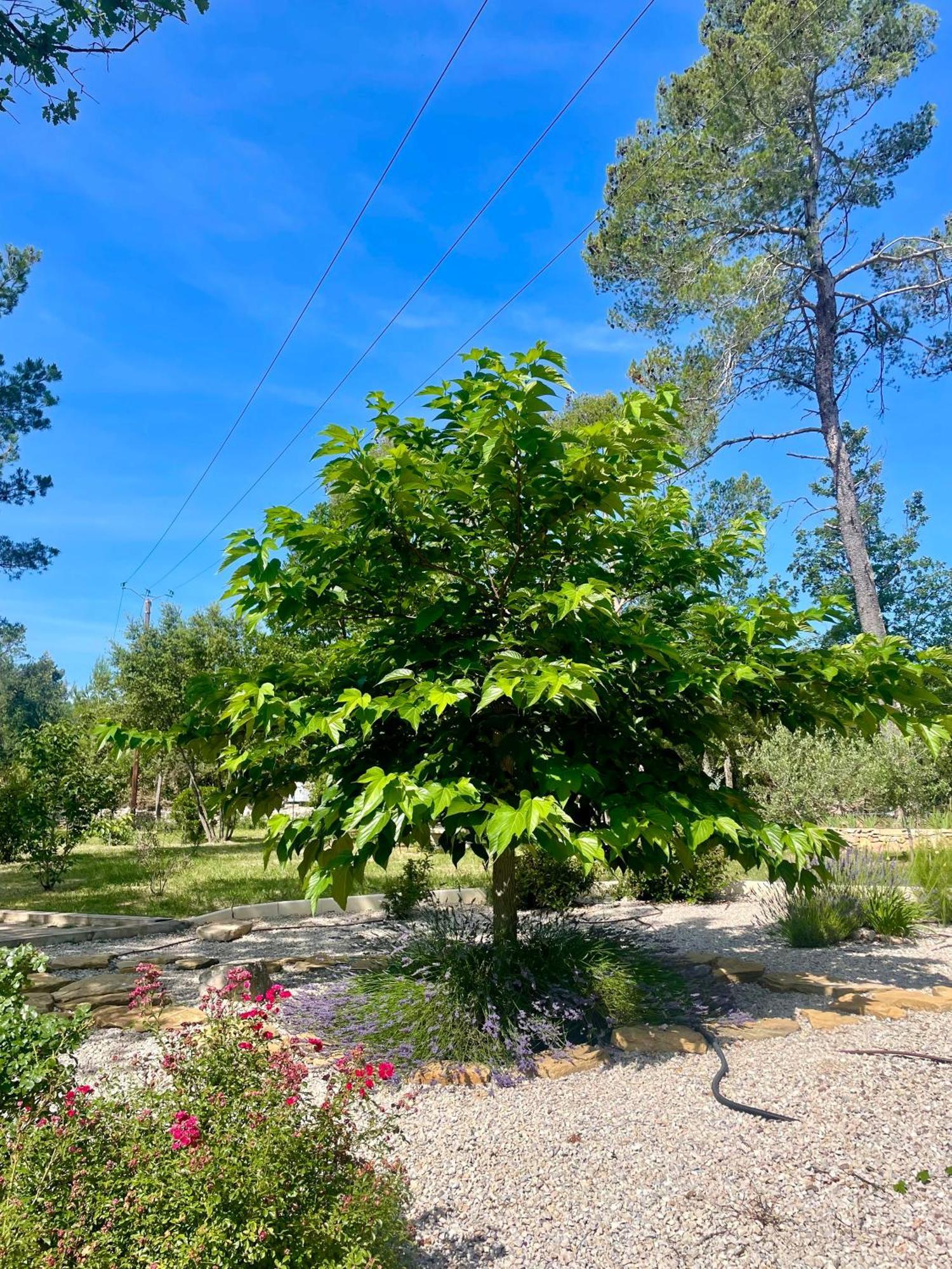 Superbe Villa Seillans La Grande Bastide Avec Piscine, Jardin, Climatisation Et Salle De Sport 外观 照片
