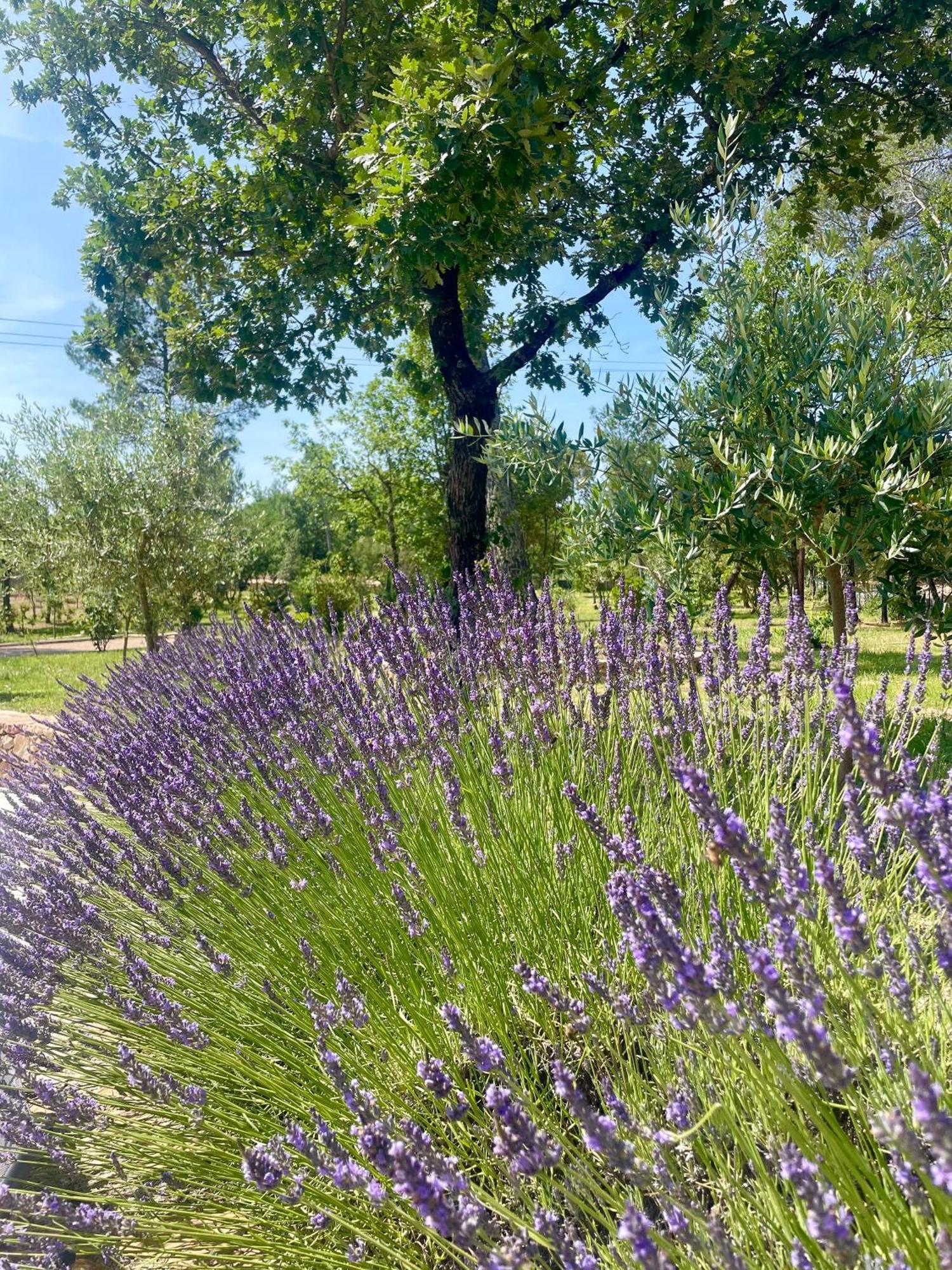Superbe Villa Seillans La Grande Bastide Avec Piscine, Jardin, Climatisation Et Salle De Sport 外观 照片